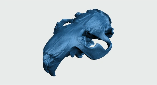 Skull